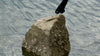Nostos on the rocks 
